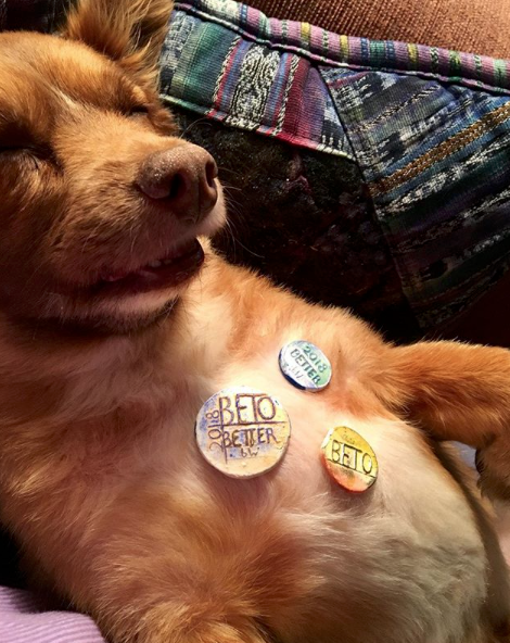  Marilyn Descours, an O’Rourke supporter, took this photo of her dog with the coins for her Instagram page